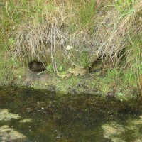 Marsh Frog